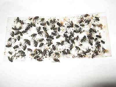 10 pk ALL INSECT STICKY TRAPS. Fly, Spider, Cricket, Roach Lady Bug IN USA  