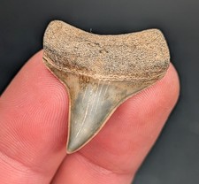 Stunning Mako Shark Tooth South Georgia Gem