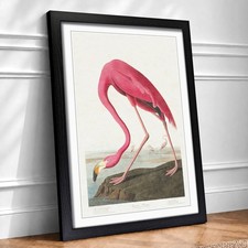 Rosa Flamingo Landschaft Vogel John James Audubon gerahmter Wandkunstdruck