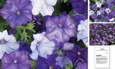 Shock Wave Petunia Seeds 10 seeds Denim