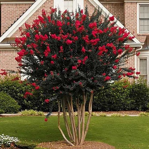 Crepe Myrtle Red - Lagerstroemia 30+ Seeds
