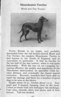 Manchester Terrier - 1970 Vintage Dog Art Photo Print - Matted GIFT