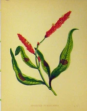 Original Old Antique Print Spotted Persicaria Plant C1880 Colour Botanical 19th