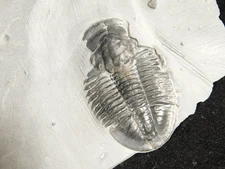 Rare! 501 MILLION Year OLD Asaphiscus TRILOBITE Fossil 100% Natural Utah 144gr