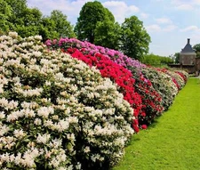 50 MIXED HYBRIDS RHODODENDRON spp Mixed Colors Flower Sun Shade Bush Shrub Seeds