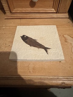 Fossilie Fossilien Fossiles Abbild Eines Urzeitfisches