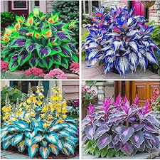 315 Mixed Color Hosta Seeds for Planting - Shade-Tolerant Perennials, Dual Use