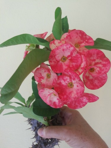 Euphorbia Milii Corona de Cristo Crown of Thorns Thai Hybrid 10" Cutting - Picture 3 of 7