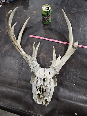 #ad Wild 10 Point Whitetail Deer Antler Rack Horn Skull European Mount Man Cave $49.00