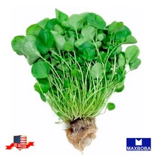 3000 Cress Fresh Seeds Upland Non-GMO Heirloom
