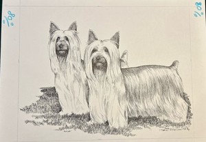 Silky Terrier Original Pen And Ink On Sketch Paper by Martha Van Loan 14x17