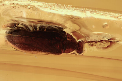 Nice FALSE FLOWER BEETLE Scraptiidae Fossil BALTIC AMBER 6.5g + HQ Pic 200302