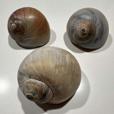 2 Shark Eye/ 1 Northern Moon Snails (3) Sea Shell Beach Decor Home Seashell