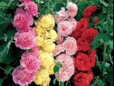 Seeds Malva Stock Rose Garland Perennial Mix Flower Rare Garden Organic Ukraine