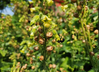 #ad Nicotiana Rustica Aztec Seeds $3.99