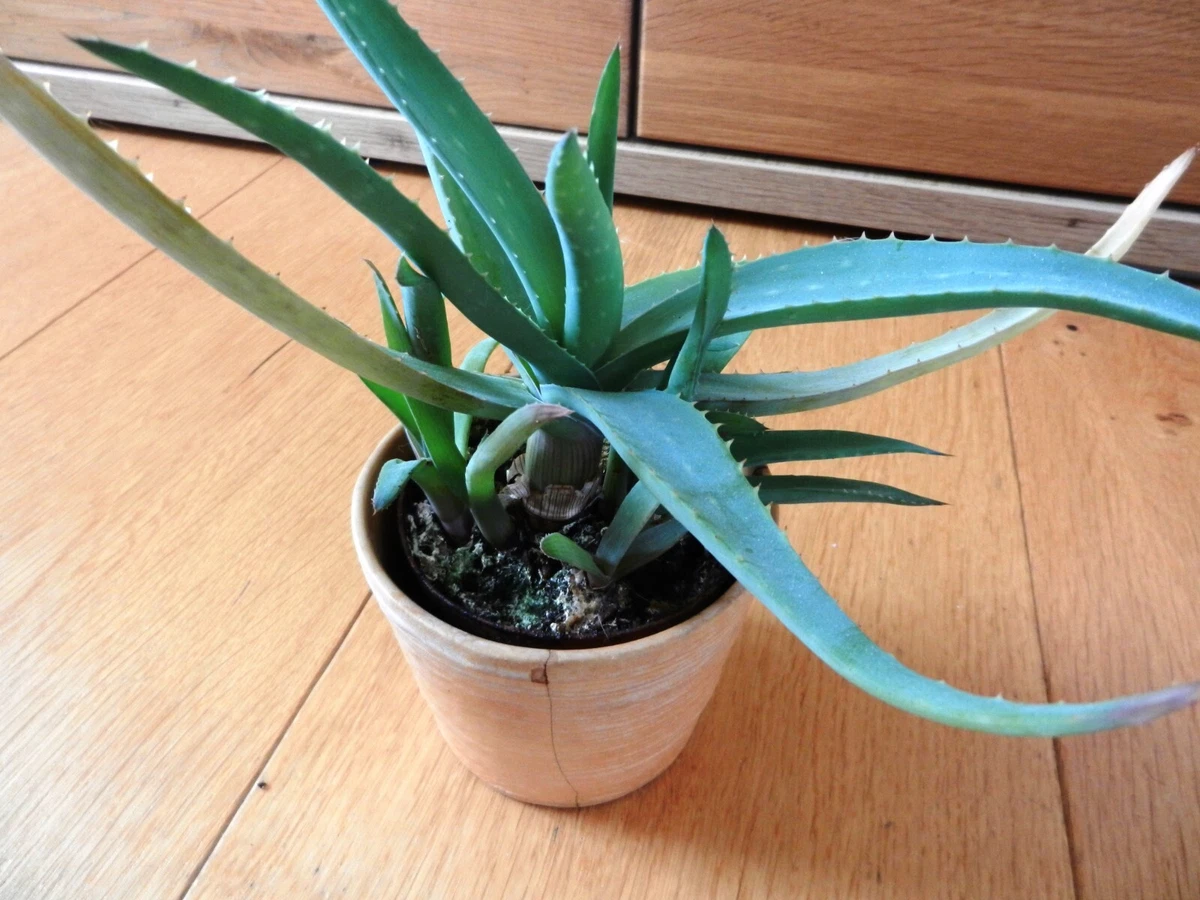 lime agave Learn about Agave x protamericana 'Lemon Lime' | Lemon Lime Century Plant main image 0