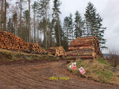 Foto 6x4 Holzstapel über Traquair Innerleithen jüngste Fällungen im DEA C2022