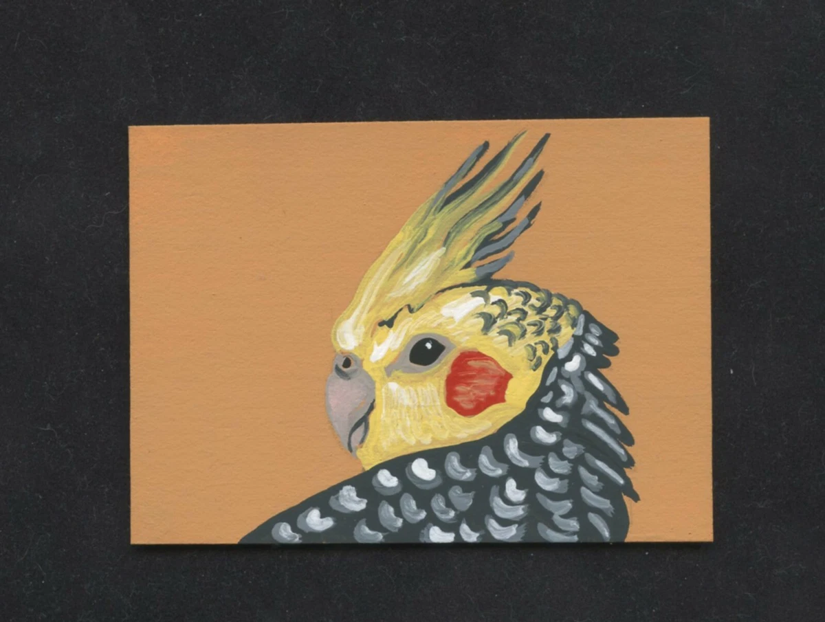 Cockatiel for top sale ebay