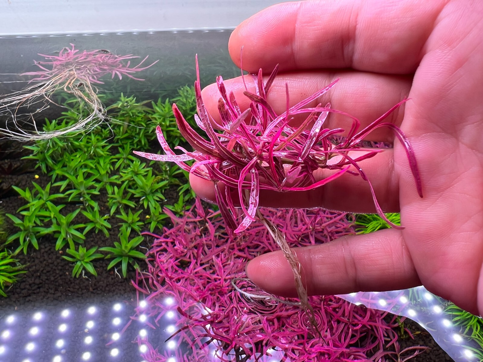 Hygrophila sp. Chai Rare Live Aquarium Plants eBay