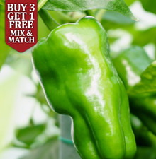 Padron Chilli Pepper Seeds x 10 - Very Mild Tapas Snack - UK Grown – Fresh 2025