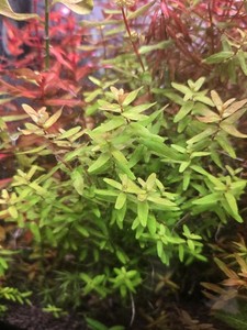 Beginner Friendly Aquatic Plant Pack
