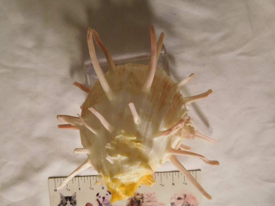 Spondylus ~Yellow & Orange with Pink Spines 6 inch Thorny Oyster Seashell - Image 4 of 4