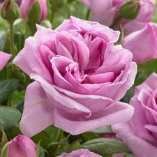 Violet Perfume Rose Plant Highly Fragrant Garden Ready Hardy Perennial Shrub