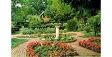 Begonias at Henry Clay Estate Ashland Garden Lexington KY 1979 Chrome Postcard