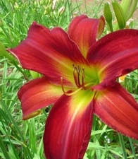 2 Daylily BREATHLESS BEAUTY Live Perennial Flower Bulb Bare Root Plants