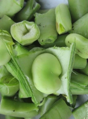 ♫ FEVE ''Crimson Flowered'' - Vicia faba ♫ Graines ♫ Plante Potagère Gustative ♫