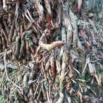 Coconut Roots Cocos nucifera Organic Homemade Natural Herbal Ayurvedic 100g.