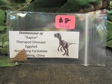 Dinosaur Dromeosaur Raptor Eggshell from the Nanaxiong Formation, China