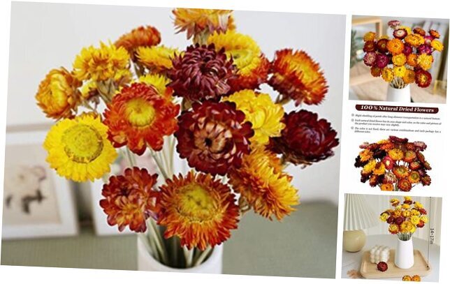 Dried Flowers Bouquet Natural Daisy - 40 PCS Multicolor 40 Pcs-multi Color-image
