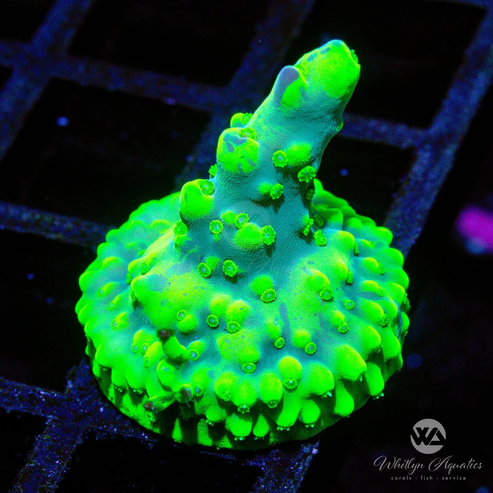 (P8) WA Highlighter Acro - WYSIWYG Live Coral Frag