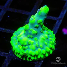 (P8) WA Highlighter Acro - WYSIWYG Live Coral Frag