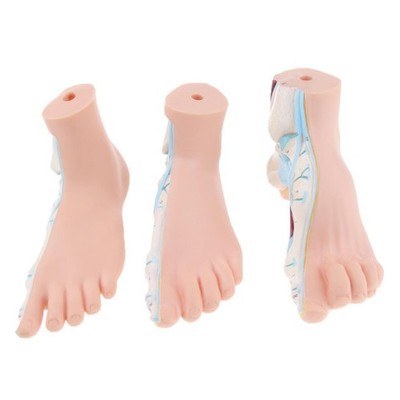 3-teiliges Set 1: 1 Lifesize Human Normal Flat Arch Anatomical