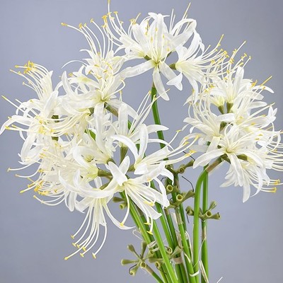 6 Sets 67 CM Lycoris Radiata Artificial Spider Lily Flowers Stonegarlic Clust...
