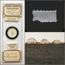  on The Hot Collector