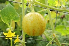 Lemon Cucumber Seeds | Golden Yellow Cucumbers SUBONI'S 20 Seed 2024 seson