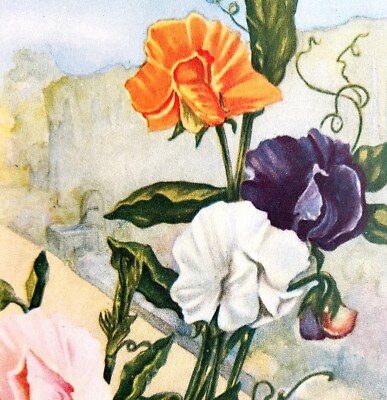 Sweet Peas Lithograph 1920 Flower Print Myron Van Brunt Floral Garden Art DWDD16