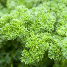 400 TRIPLE CURLED PARSLEY SEEDS  FRESH HARVEST FOR GARDENS