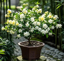 100pcs Jasmine Seeds Fragrant Climbing Shrub for Home Garden Balcony Decor