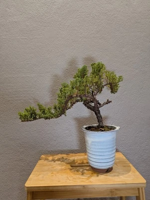 15 YEAR OLD JUNIPER BONSAI ' SQUAMATA' IN GLAZED POT - image 1 of 4