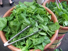 230 SEEDS - spinach BLOOMSDALE LONG STANDING GroCo USA - BUY ANY 15-SHIPS FREE