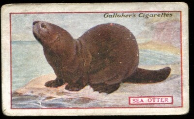 Tabakkarte, Gallaher, TIERE & VÖGEL VON HANDELSWERT, 1921, Seeotter, #83