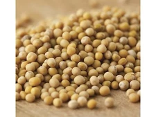 Bulk 2 lb Yellow MUSTARD SEED - North American #1 Spice - Seeds w/ No Additives