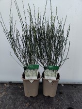 2 x 1L Cytisus 'White Lion' Scented Red Flowering Garden Shrub Plant 1L Pot
