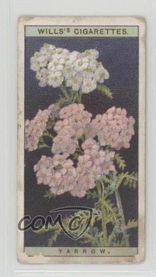1923 Wills Wild Flowers Yarrow #49 1i3