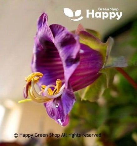 CLIMBING FLOWERS - Vines - Thunbergia Morning Glory Sweet Pea - Flower seeds - Picture 11 of 121