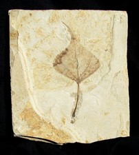 VERY NICE COMPLETE POPULUS WILMATTAE POPLAR LEAF, GREEN RIVER FM- GREAT DISPLAY!
